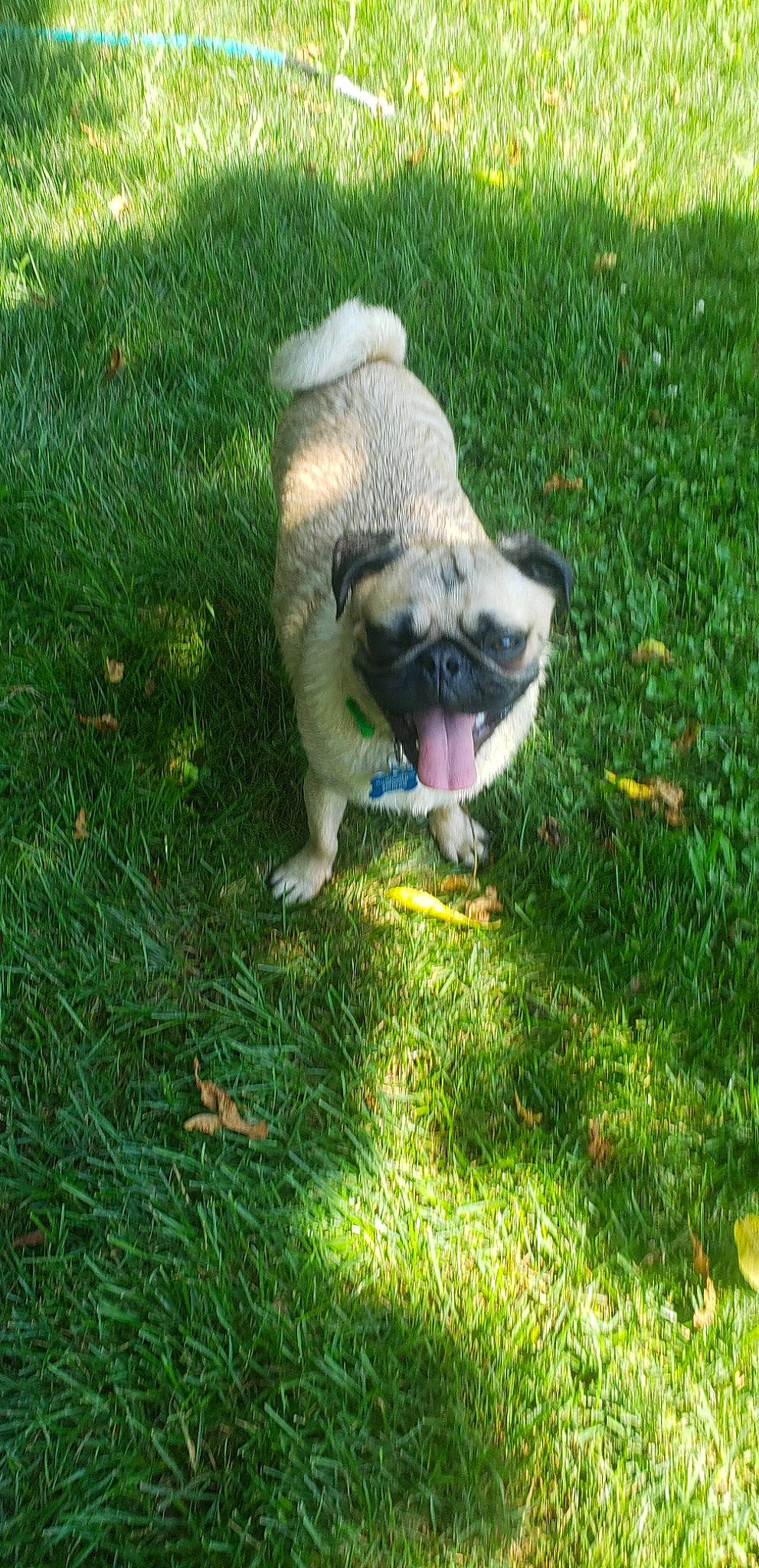 Ralphie joined the competition — help win amazing prizes! akita, canidae, carnivore, dog, dog_breed, fawn, grass, lawn, mammal, norwegian_elkhound, pug, puppy, vertebrate