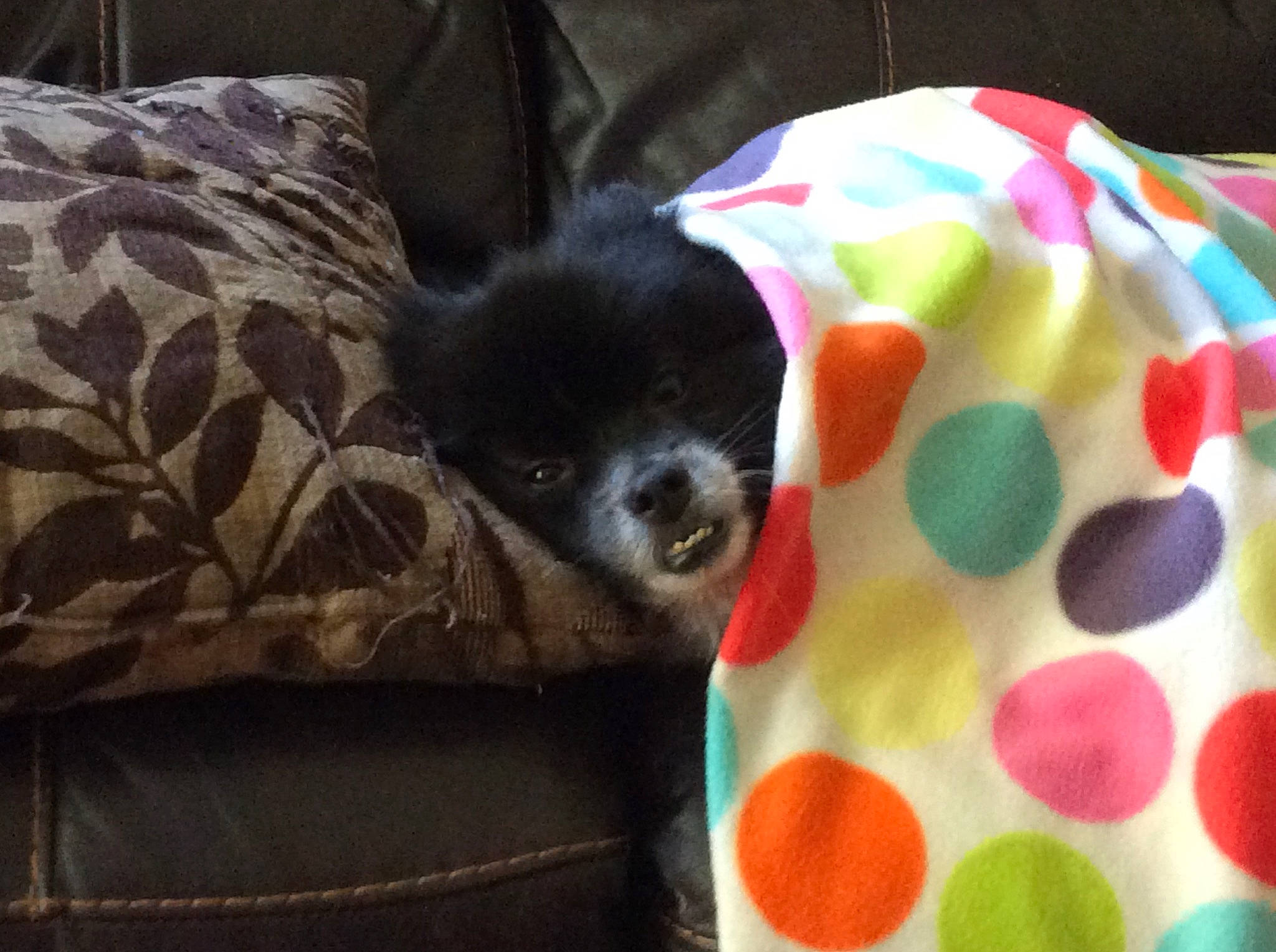 Bo-bo joined the competition — help win amazing prizes! canidae, carnivore, companion_dog, dog, dog_breed, japanese_chin, linens, mammal, non_sporting_group, pomeranian, puppy, shih_tzu, toy_dog