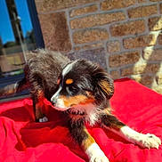 Bloom participe au concours pour gagner de l'argent avec cette photo : puppy, dog, tricolor, stretching, red_blanket, outdoor, sunlight, brick_wall, window, curious, playful, fur, pet, young_dog, animal, cozy, resting, nature, daylight, cute