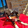 puppy, dog, tricolor, stretching, red_blanket, outdoor, sunlight, brick_wall, window, curious, playful, fur, pet, young_dog, animal, cozy, resting, nature, daylight, cute
