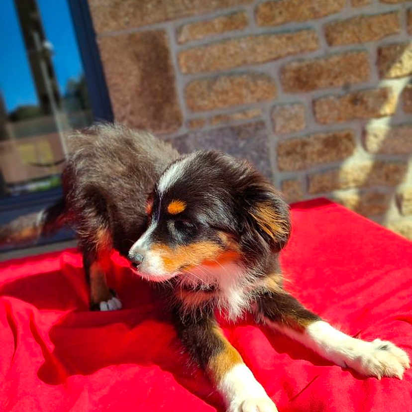 Bloom participe au concours pour gagner de l'argent avec cette photo : puppy, dog, tricolor, stretching, red_blanket, outdoor, sunlight, brick_wall, window, curious, playful, fur, pet, young_dog, animal, cozy, resting, nature, daylight, cute