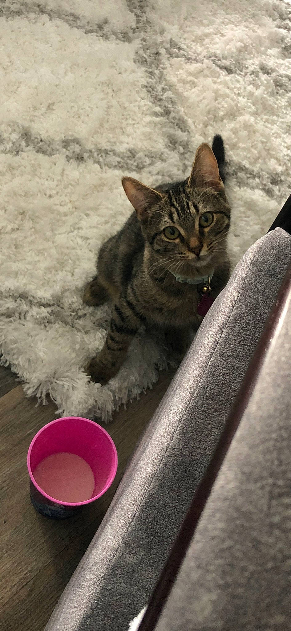Delilah is registered to the contest to win money with this photo: aegean_cat, american_shorthair, asian, california_spangled, carnivore, cat, domestic_short_haired_cat, dragon_li, european_shorthair, felidae, kitten, pixie_bob, polydactyl_cat, small_to_medium_sized_cats, tabby_cat, whiskers