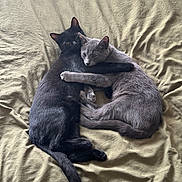 Nocti Et Ash participe au concours pour gagner de l'argent avec cette photo : cat, black_cat, gray_cat, hugging, bed, blanket, pet, animal, feline, cute, sleeping, resting, domestic_animal, friendship, cozy, fur, whiskers, tail, indoor, companionship