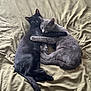 cat, black_cat, gray_cat, hugging, bed, blanket, pet, animal, feline, cute, sleeping, resting, domestic_animal, friendship, cozy, fur, whiskers, tail, indoor, companionship