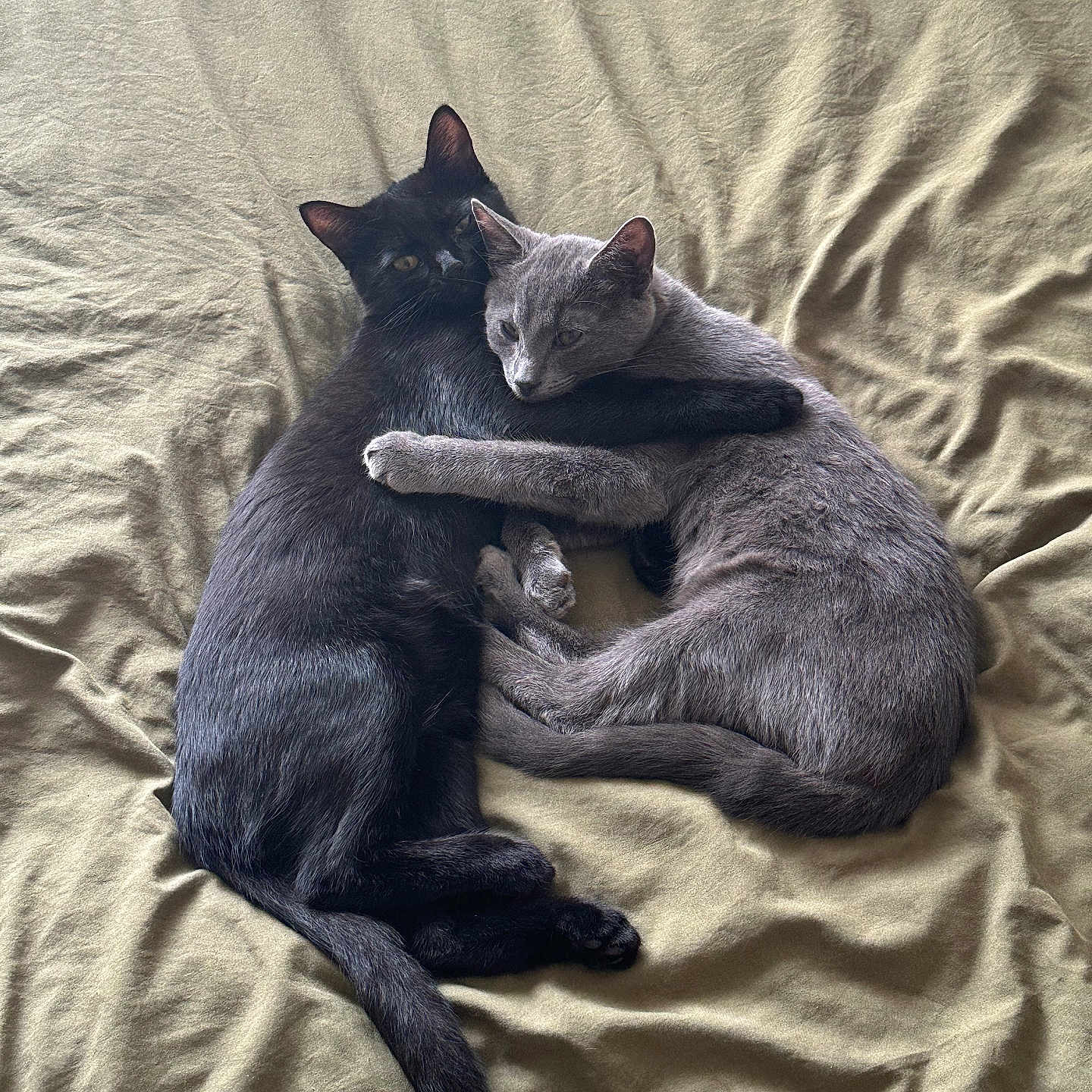 Nocti Et Ash participe au concours pour gagner de l'argent avec cette photo : animal, bed, black_cat, blanket, cat, companionship, cozy, cute, domestic_animal, feline, friendship, fur, gray_cat, hugging, indoor, pet, resting, sleeping, tail, whiskers