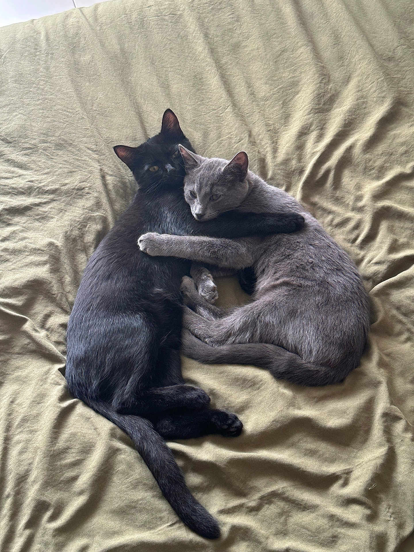 Nocti Et Ash participe au concours pour gagner de l'argent avec cette photo : cat, black_cat, gray_cat, hugging, bed, blanket, pet, animal, feline, cute, sleeping, resting, domestic_animal, friendship, cozy, fur, whiskers, tail, indoor, companionship