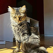 Stella a rejoint le concours — aidez-le/la à gagner de superbes lots ! cat, tabby, fluffy, indoor, sunlight, shadow, wooden_floor, pet, animal, feline, striped, relaxed, sitting, fur, whiskers, ears, tail, home, cozy, daylight