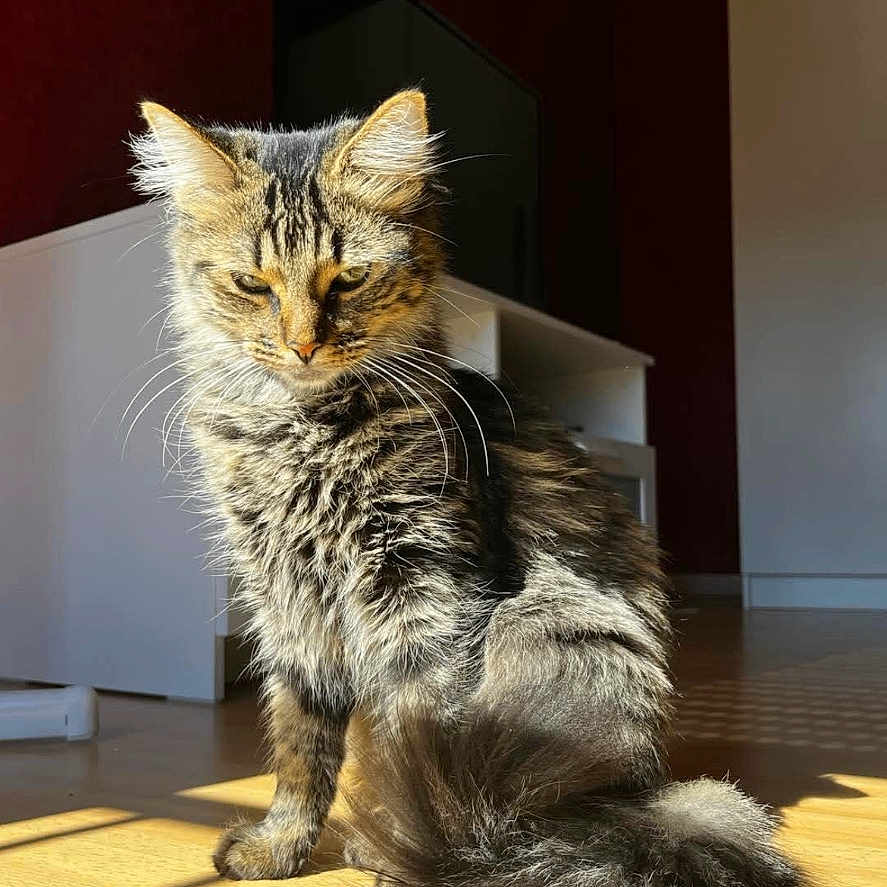 Stella a rejoint le concours — aidez-le/la à gagner de superbes lots ! animal, cat, cozy, daylight, ears, feline, fluffy, fur, home, indoor, pet, relaxed, shadow, sitting, striped, sunlight, tabby, tail, whiskers, wooden_floor