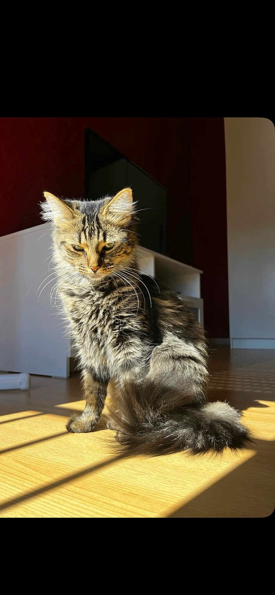 Stella a rejoint le concours — aidez-le/la à gagner de superbes lots ! cat, tabby, fluffy, indoor, sunlight, shadow, wooden_floor, pet, animal, feline, striped, relaxed, sitting, fur, whiskers, ears, tail, home, cozy, daylight