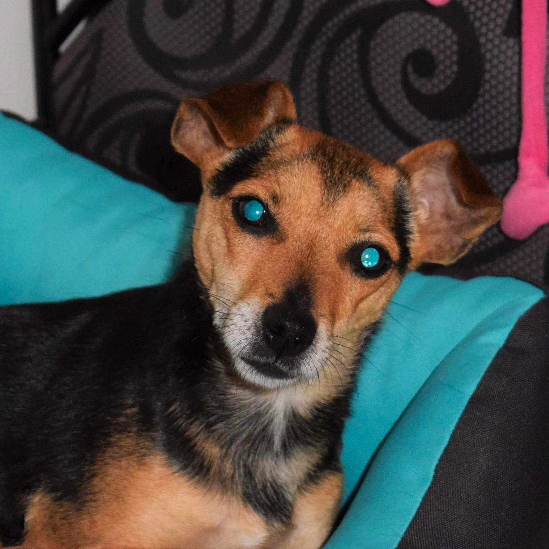 Pepette participe au concours pour gagner de l'argent avec cette photo : animal, background, black_and_tan, close_up, comfortable, cushion, cute, dog, domestic, ears, face, fur, indoor, looking, pet, portrait, resting, teal, toy, whiskers
