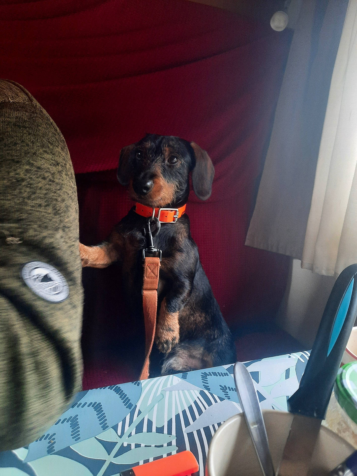 Rocky a rejoint le concours — aidez-le/la à gagner de superbes lots ! accessories, animal, architecture, armchair, canine, chair, computer, couch, cushion, dog, electronics, furniture, homedecor, hound, indoors, laptop, pc, person, pet, puppy