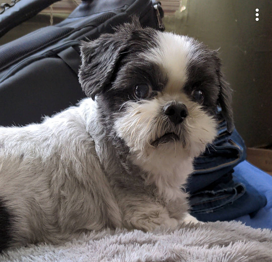 Tango is registered to the contest to win money with this photo: canidae, carnivore, companion_dog, dog, dog_breed, fur, liver, mal_shi, maltepoo, plant, puppy, shih_poo, shih_tzu, small_terrier, snout, sporting_group, terrestrial_animal, terrier, toy_dog, working_animal