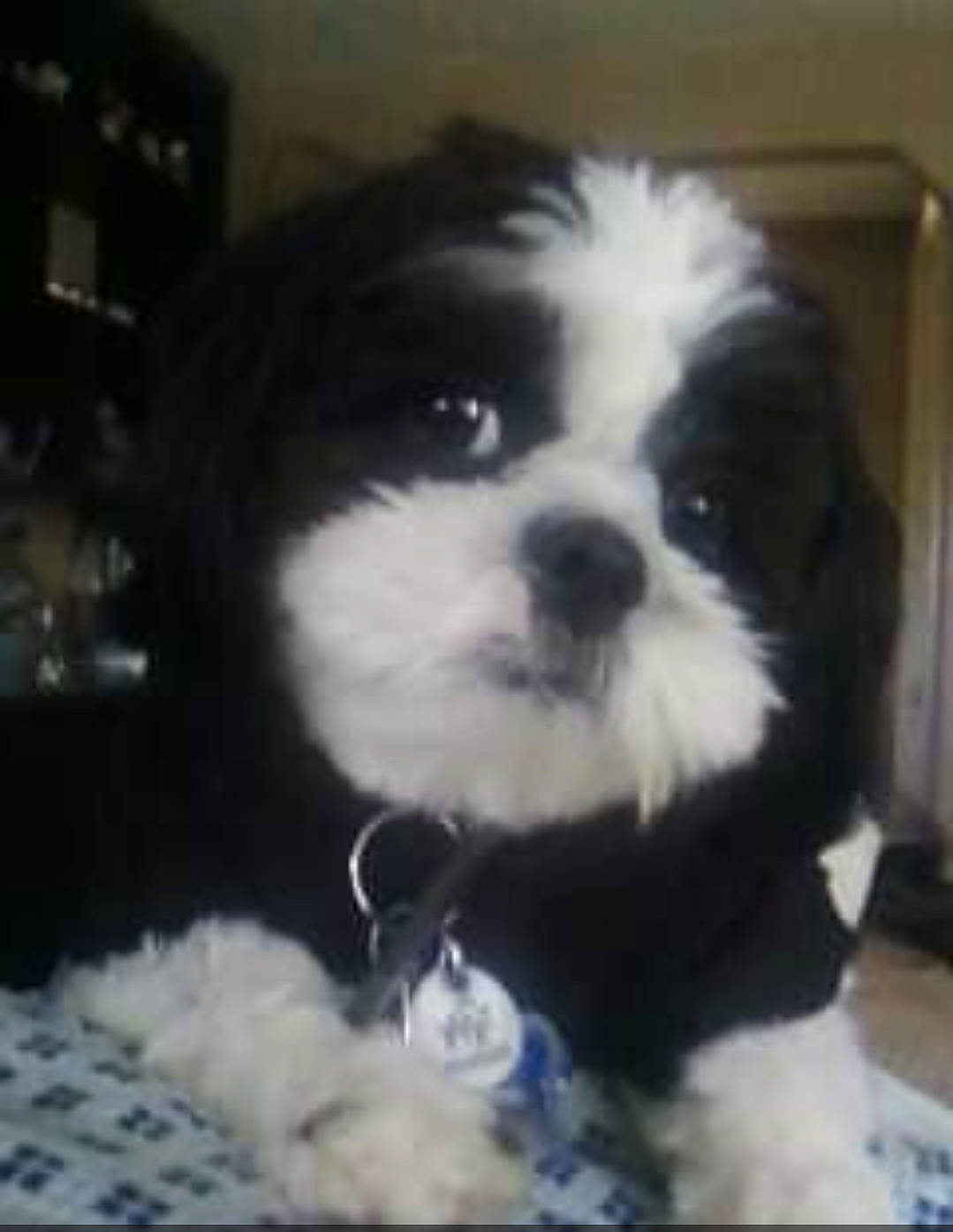 Tango joined the competition — help win amazing prizes! bored, canidae, carnivore, companion_dog, dog, dog_breed, eye, fur, liver, mal_shi, maltepoo, non_sporting_group, puppy, shih_poo, shih_tzu, toy_dog, whiskers, working_animal