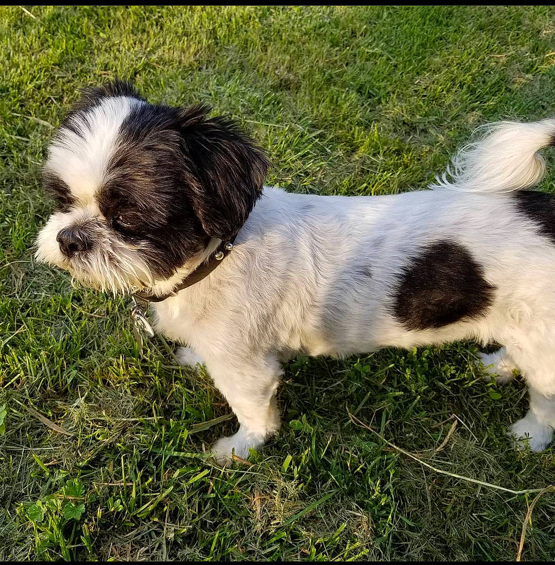 Tango is registered to the contest to win money with this photo: canidae, carnivore, companion_dog, dog, dog_breed, fawn, fur, grass, liver, maltepoo, plant, shih_tzu, small_terrier, snout, sporting_group, tail, terrestrial_animal, terrier, toy_dog, working_animal