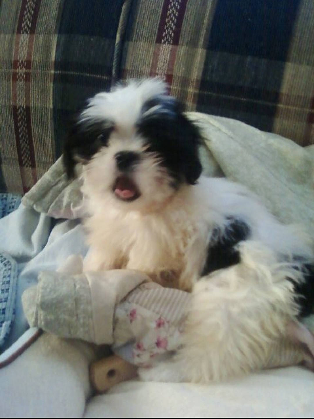 Tango joined the competition — help win amazing prizes! canidae, carnivore, companion_dog, dog, dog_breed, dog_supply, fur, mal_shi, maltepoo, non_sporting_group, pattern, shih_poo, shih_tzu, snout, sporting_group, tartan, terrestrial_animal, terrier, toy_dog, working_animal