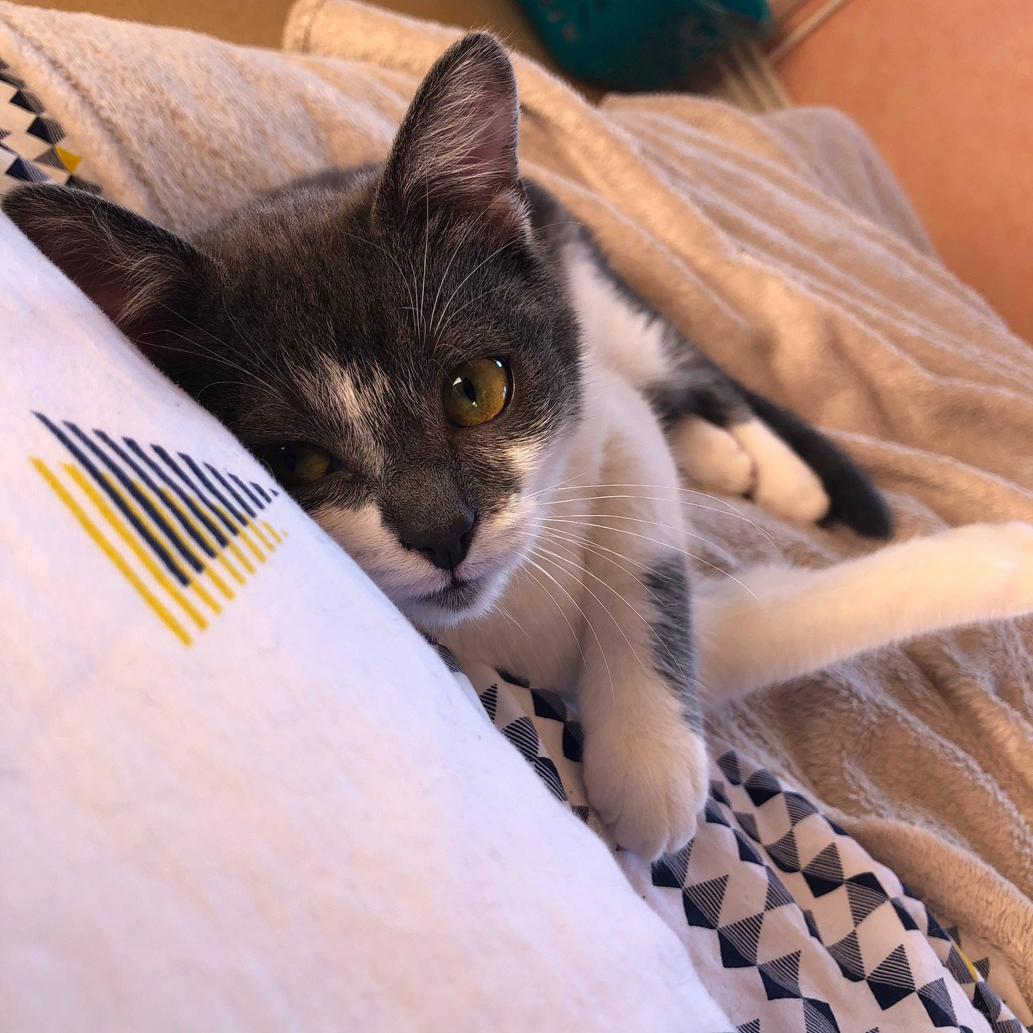 Paolo participe au concours pour gagner de l'argent avec cette photo : aegean_cat, asian, bed, box, carnivore, cat, domestic_short_haired_cat, european_shorthair, eye, felidae, fur, furniture, kitten, linens, polydactyl_cat, small_to_medium_sized_cats, whiskers