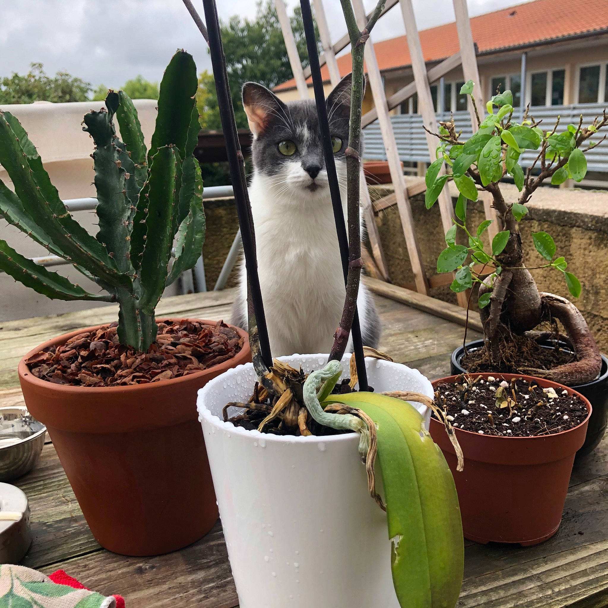 Paolo a rejoint le concours — aidez-le/la à gagner de superbes lots ! aloe, cactus, cat, flower, flowerpot, houseplant, plant, terrestrial_plant