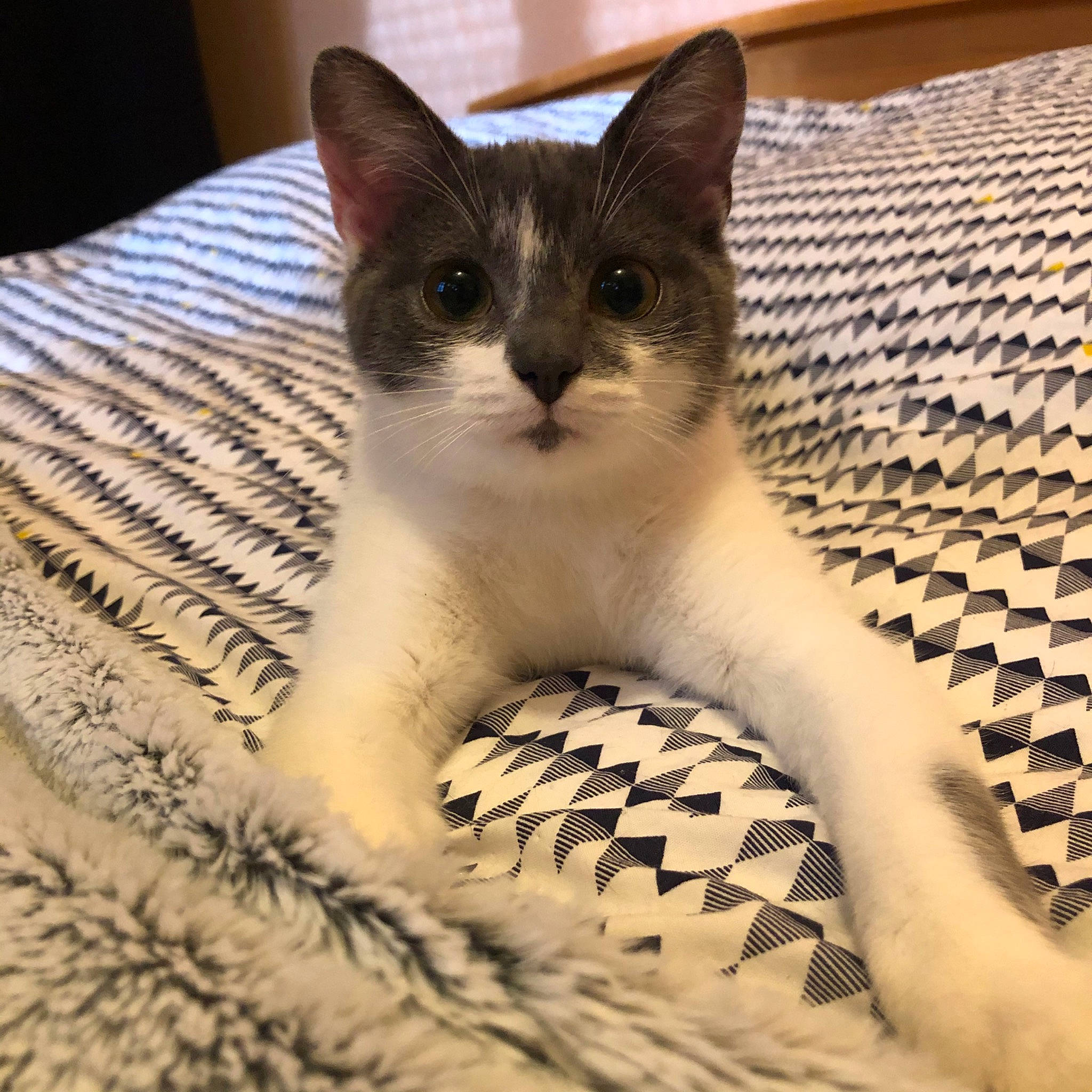 Paolo participe au concours pour gagner de l'argent avec cette photo : aegean_cat, american_wirehair, asian, carnivore, cat, domestic_short_haired_cat, european_shorthair, eye, felidae, kitten, mammal, ojos_azules, polydactyl_cat, singapura, small_to_medium_sized_cats, snout, whiskers