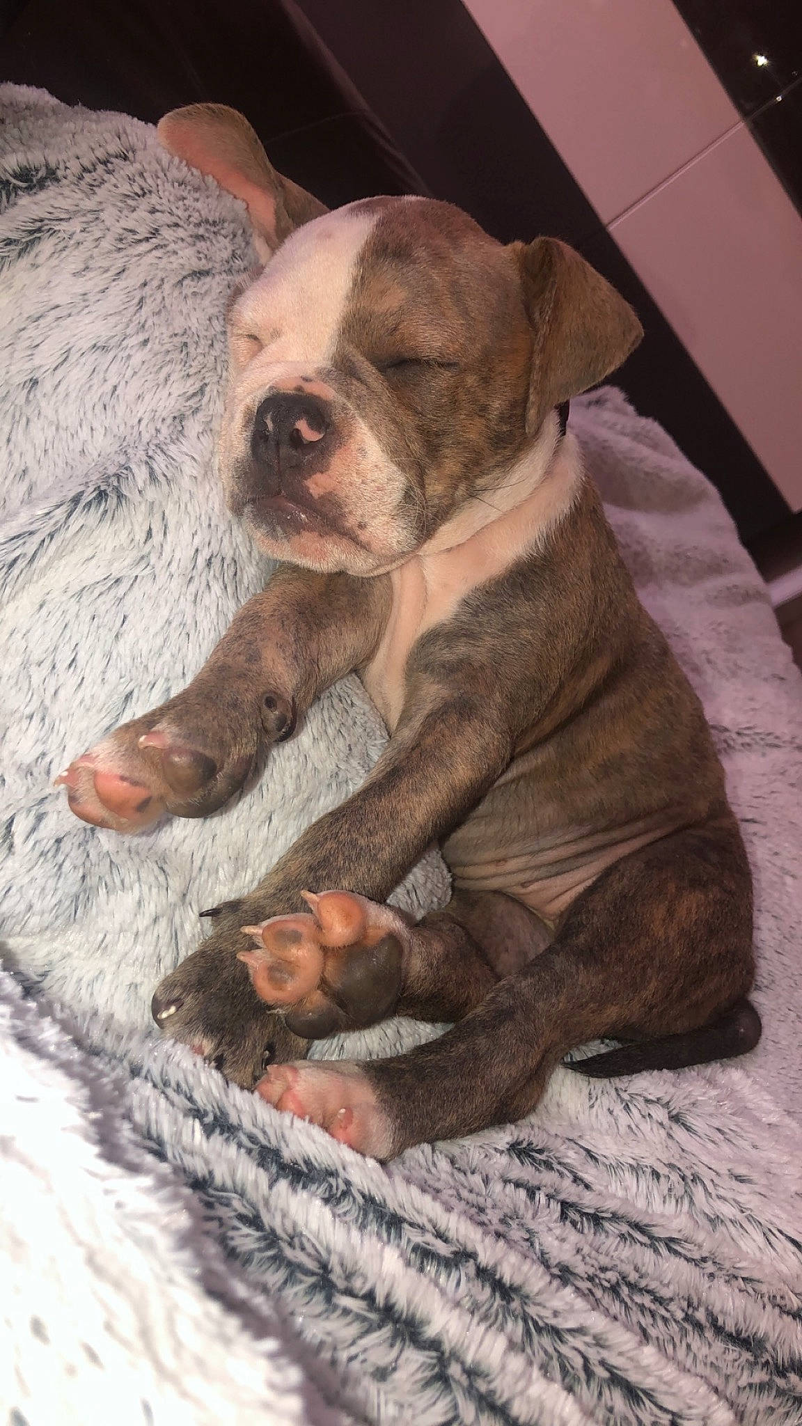 Romy a rejoint le concours — aidez-le/la à gagner de superbes lots ! american_bulldog, ancient_dog_breeds, boxer, bulldog, canidae, carnivore, companion_dog, dog, dog_breed, dorset_olde_tyme_bulldogge, fawn, mammal, non_sporting_group, old_english_bulldog, olde_english_bulldogge, puppy, rare_breed_dog, snout, valley_bulldog, vertebrate