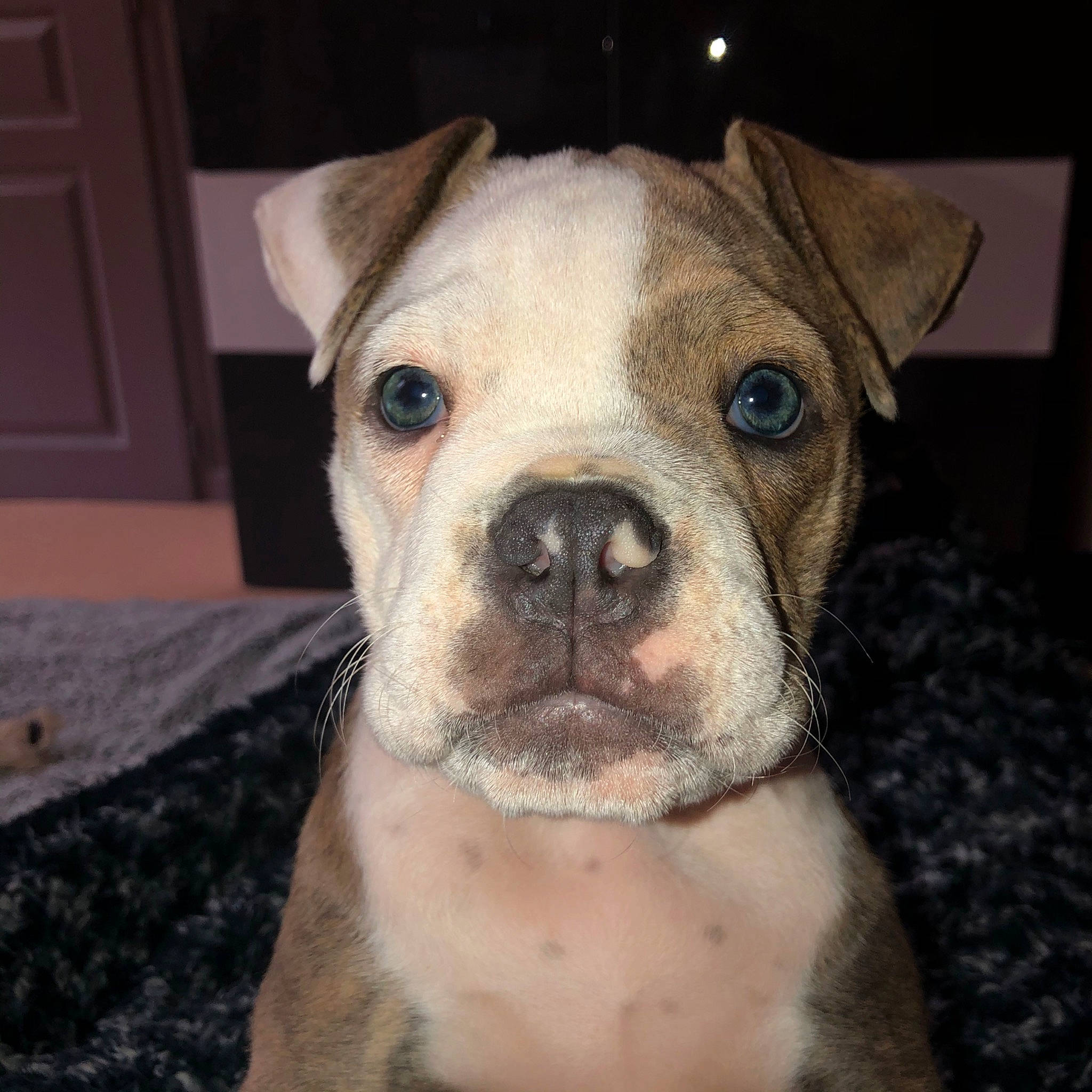 Romy a rejoint le concours — aidez-le/la à gagner de superbes lots ! american_bulldog, australian_bulldog, bulldog, canidae, carnivore, companion_dog, dog, dog_breed, dorset_olde_tyme_bulldogge, fawn, mammal, non_sporting_group, nose, old_english_bulldog, olde_english_bulldogge, rare_breed_dog, snout, toy_bulldog, valley_bulldog, vertebrate