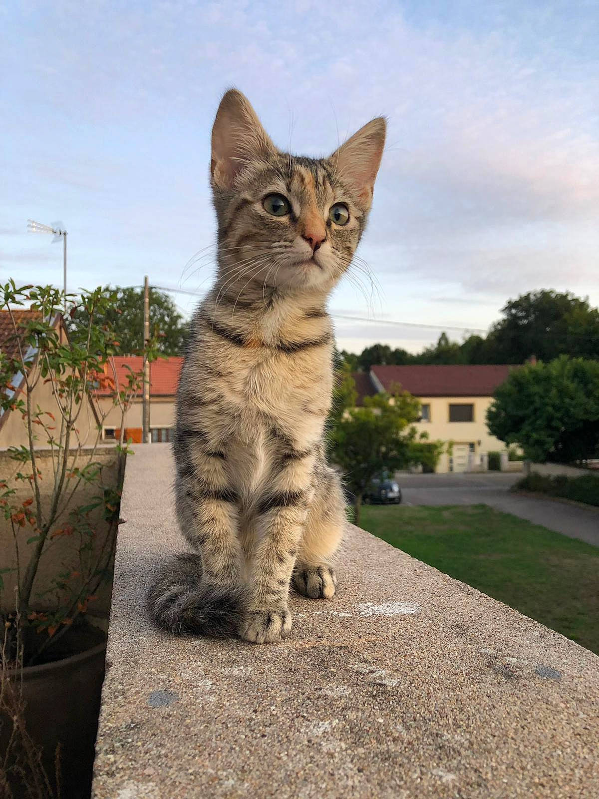 Nala participe au concours pour gagner de l'argent avec cette photo : aegean_cat, arabian_mau, asian, carnivore, cat, domestic_short_haired_cat, dragon_li, european_shorthair, felidae, german_rex, kitten, mammal, ocicat, savannah, small_to_medium_sized_cats, sokoke, tabby_cat, vertebrate, whiskers, wildlife