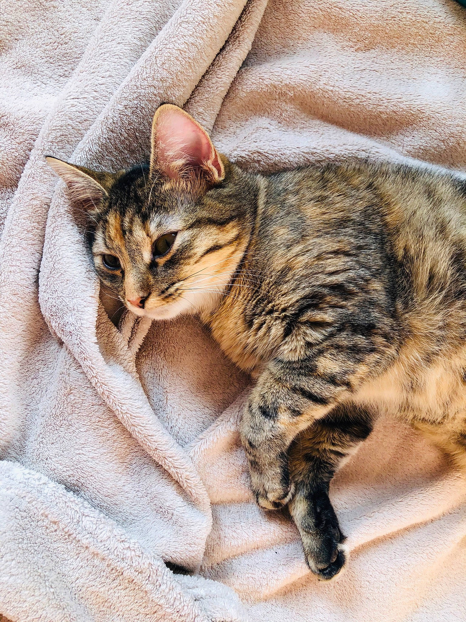 Nala a rejoint le concours — aidez-le/la à gagner de superbes lots ! asian, bengal, carnivore, cat, domestic_short_haired_cat, dragon_li, egyptian_mau, european_shorthair, felidae, fur, kitten, mammal, nap, sleep, small_to_medium_sized_cats, snout, sokoke, tabby_cat, toyger, whiskers
