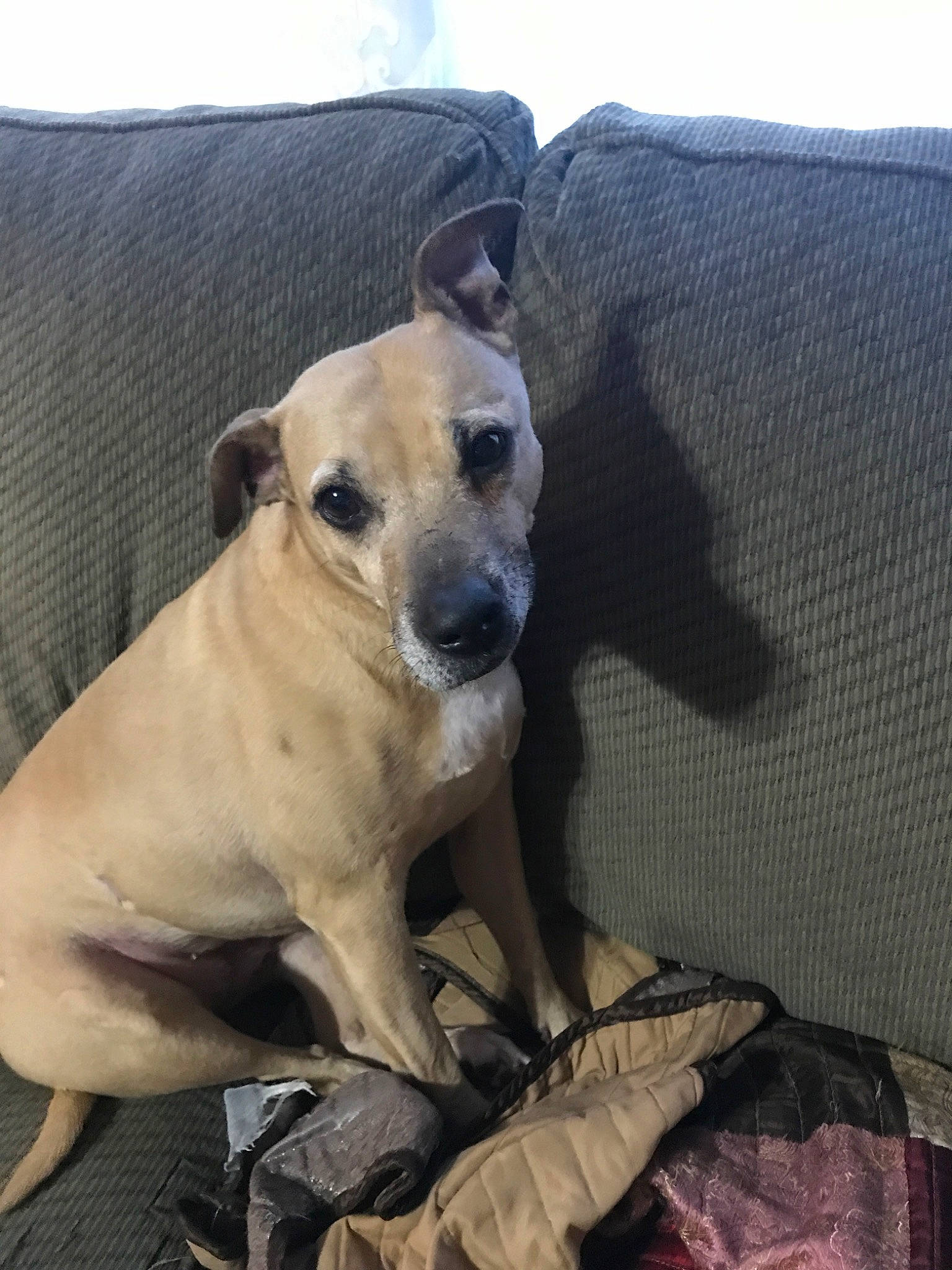 Marley is registered to the contest to win money with this photo: black_mouth_cur, canidae, carnivore, dog, dog_breed, fawn, mammal, non_sporting_group, puppy, snout, vertebrate