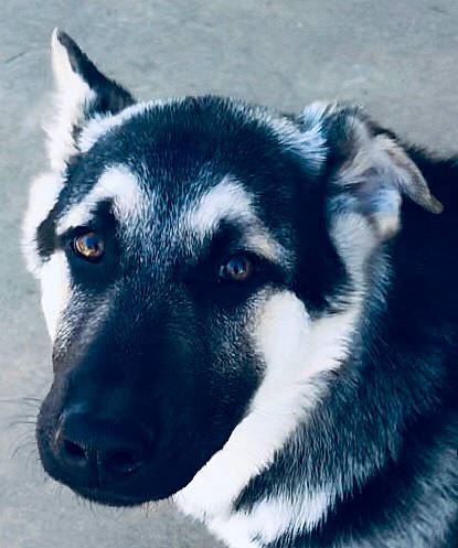 Colt joined the competition — help win amazing prizes! black_norwegian_elkhound, canidae, carnivore, dog, dog_breed, east_siberian_laika, eye, jamthund, labrador_husky, mammal, norwegian_elkhound, nose, rare_breed_dog, sakhalin_husky, seppala_siberian_sleddog, siberian_husky, sled_dog, snout, sporting_group, vertebrate