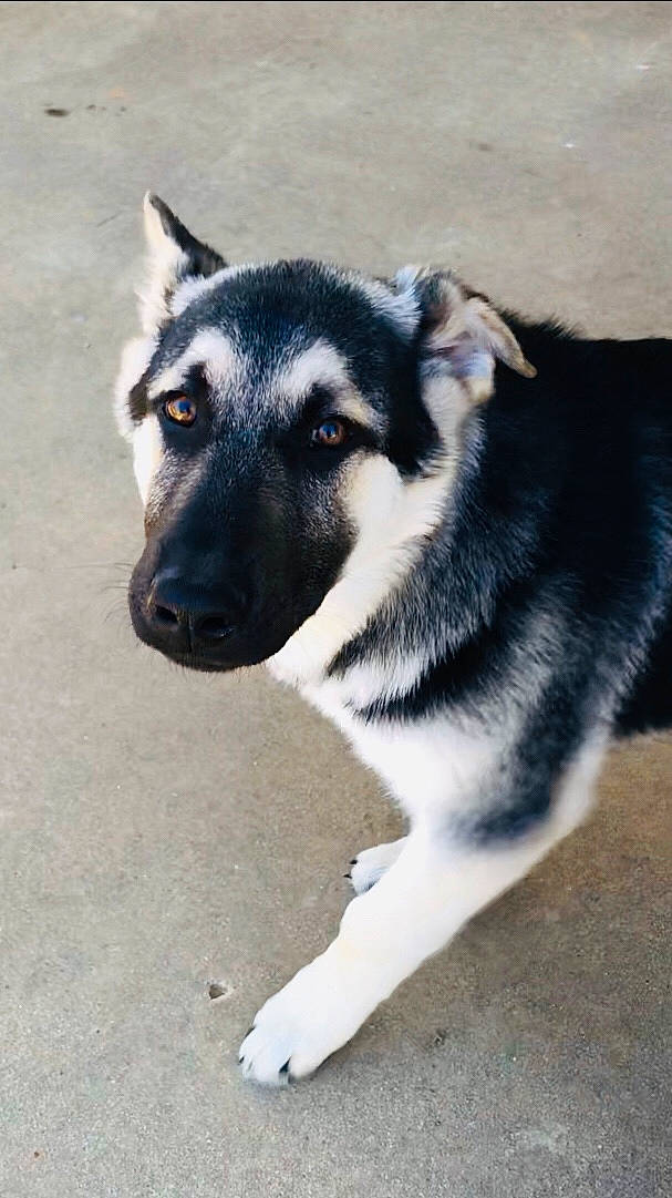 Colt joined the competition — help win amazing prizes! alaskan_malamute, canidae, carnivore, dog, dog_breed, east_european_shepherd, eye, german_shepherd_dog, jamthund, labrador_husky, mammal, norwegian_elkhound, rare_breed_dog, seppala_siberian_sleddog, siberian_husky, sled_dog, snout, sporting_group, vertebrate, wolfdog