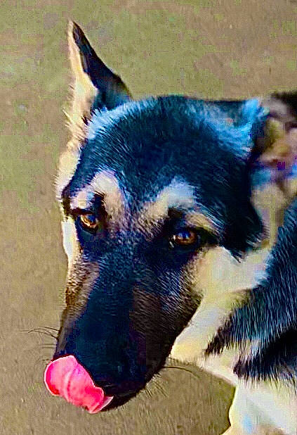 Colt is registered to the contest to win money with this photo: canidae, carnivore, dog, dog_breed, east_european_shepherd, german_shepherd_dog, king_shepherd, kunming_wolfdog, mammal, rare_breed_dog, seppala_siberian_sleddog, siberian_husky, snout, vertebrate