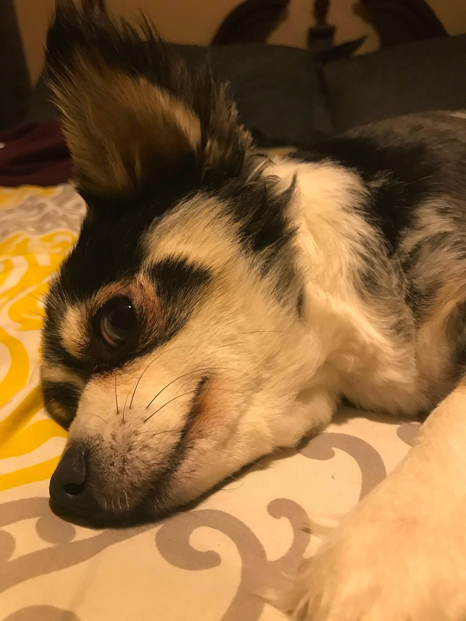 Trigger is registered to the contest to win money with this photo: canidae, carnivore, companion_dog, dog, dog_breed, ear, fur, mammal, nose, puppy, rare_breed_dog, siberian_husky, snout, vertebrate, whiskers