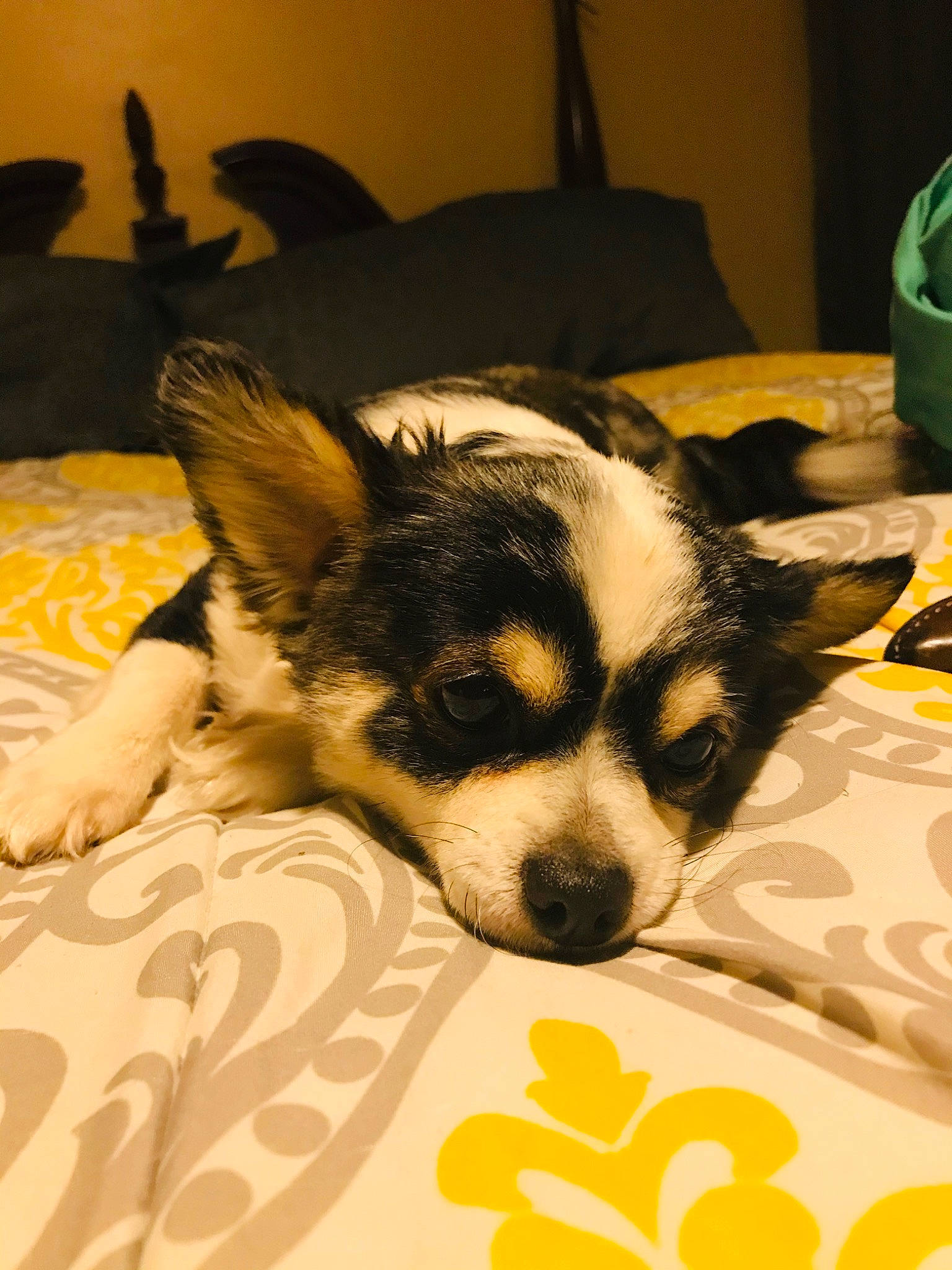 Trigger is registered to the contest to win money with this photo: bed, bed_sheet, canidae, carnivore, chihuahua, companion_dog, dog, dog_breed, ear, fur, linens, mammal, nose, puppy, snout, sporting_group, textile, toy_dog, vertebrate, whiskers
