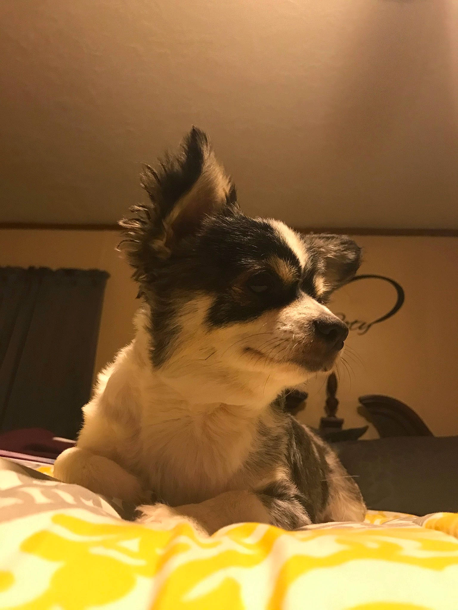 Trigger joined the competition — help win amazing prizes! canidae, carnivore, cat, companion_dog, dog, dog_breed, fawn, fur, kitten, mammal, papillon, puppy, sporting_group, toy_dog, whiskers