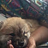 Zeke is registered to the contest to win money with this photo: puppy, dog, hand, furry, closeup, animal, pet, cute, soft, face, fur, person, human, nail, pattern, colorful, background, comfort, cozy, indoor