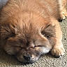 Zeke is registered to the contest to win money with this photo: puppy, dog, sleeping, fluffy, carpet, pet, cute, animal, fur, resting, indoors, closeup, adorable, mammal, young, cozy, relaxed, brown, soft, companion