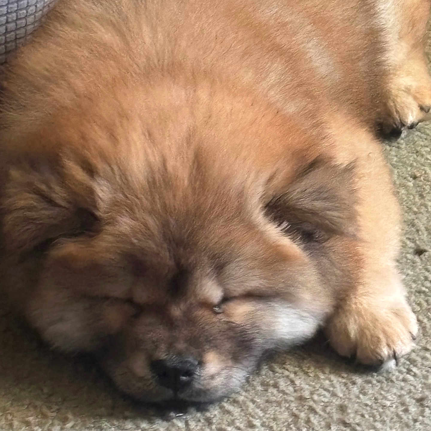 Zeke
