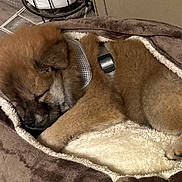 Zeke is registered to the contest to win money with this photo: puppy, dog, sleeping, bed, pet_bed, brown_fur, collar, cozy, indoor, floor, tile_floor, resting, cute, young_dog, fur, paw, domestic_animal, animal, pet, comfort