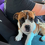 Spanky joined the competition — help win amazing prizes! puppy, dog, car, seat, person, black_shirt, interior, pet, animal, close_up, brown_and_white, young_dog, paw, curious, cute, sunlight, shadow, car_seat_cover, indoor, companion