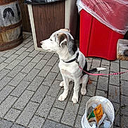 Ziva is registered to the contest to win money with this photo: dog, puppy, leash, sidewalk, brick_pavement, barrel, trash_bin, plastic_bag, outdoor, pet, white_dog, black_spots, collar, container, water_bottle, snack, bag, resting, animal, waiting