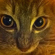 Jocker participe au concours pour gagner de l'argent avec cette photo :