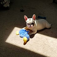 Uzo joined the competition — help win amazing prizes! animal, architecture, baby, bostonbull, boxer, building, bulldog, canine, cat, couch, dog, frenchbulldog, furniture, indoors, person, pet, pitbull, puppy, toy, whitedog