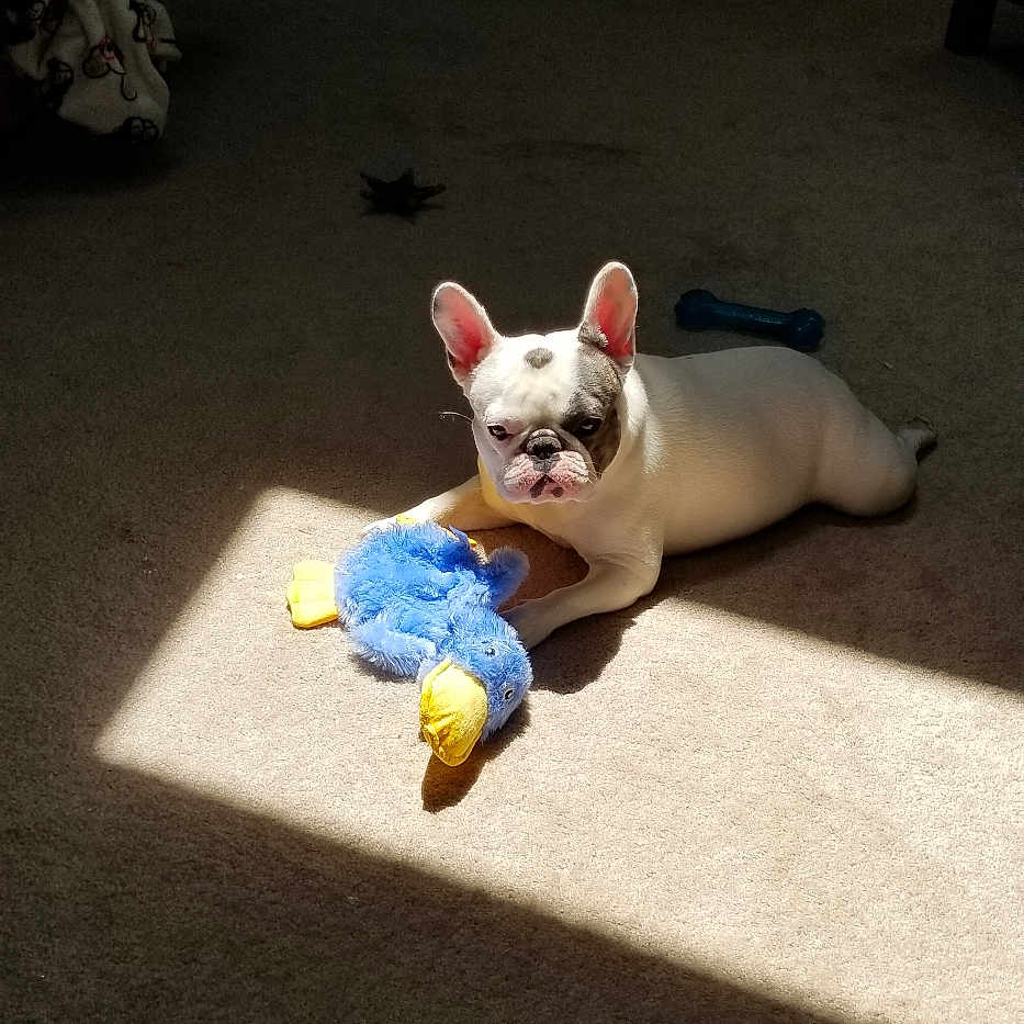 Uzo joined the competition — help win amazing prizes! animal, architecture, baby, bostonbull, boxer, building, bulldog, canine, cat, couch, dog, frenchbulldog, furniture, indoors, person, pet, pitbull, puppy, toy, whitedog