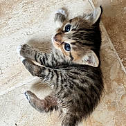 Alpina participe au concours pour gagner de l'argent avec cette photo : kitten, cat, tabby, animal, pet, fur, small, cute, floor, stone, tile, whiskers, curious, young, mammal, domestic, playful, lying_down, looking_up, indoor