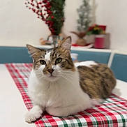 Loki is registered to the contest to win money with this photo: blurred_background, cat, cozy, cute, domestic_animal, ears, eyes, furniture, greenery, holiday_decor, indoor, pet, plaid, red_berries, resting, tabby, table, table_runner, whiskers, white_fur