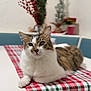 blurred_background, cat, cozy, cute, domestic_animal, ears, eyes, furniture, greenery, holiday_decor, indoor, pet, plaid, red_berries, resting, tabby, table, table_runner, whiskers, white_fur