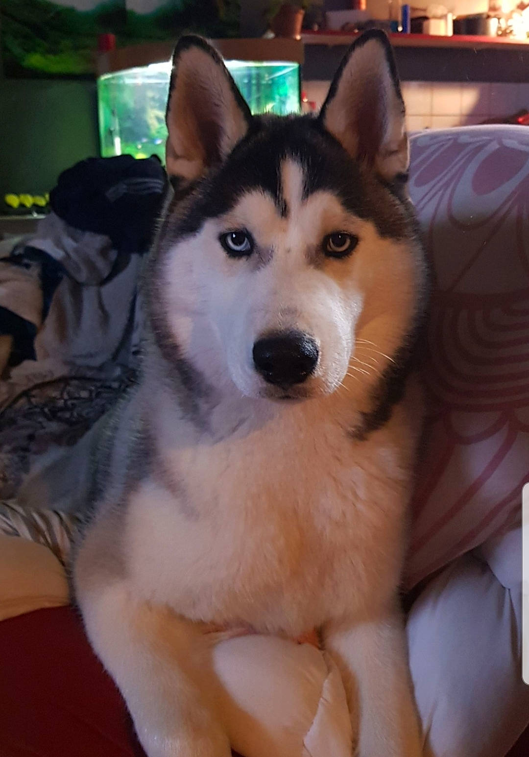 Maya a rejoint le concours — aidez-le/la à gagner de superbes lots ! canidae, carnivore, companion_dog, dog, dog_breed, fawn, flooring, fur, iris, jaw, non_sporting_group, organ, siberian_husky, sled_dog, snout, sporting_group, terrestrial_animal, whiskers, working_animal, working_dog