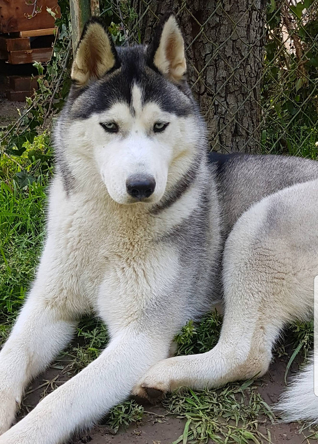 Maya participe au concours pour gagner de l'argent avec cette photo : ancient_dog_breeds, canis, carnivore, dog, dog_breed, fur, grass, grey, jaw, plant, siberian_husky, sled_dog, snout, tail, terrestrial_animal, wildlife, wolf, working_animal, working_dog