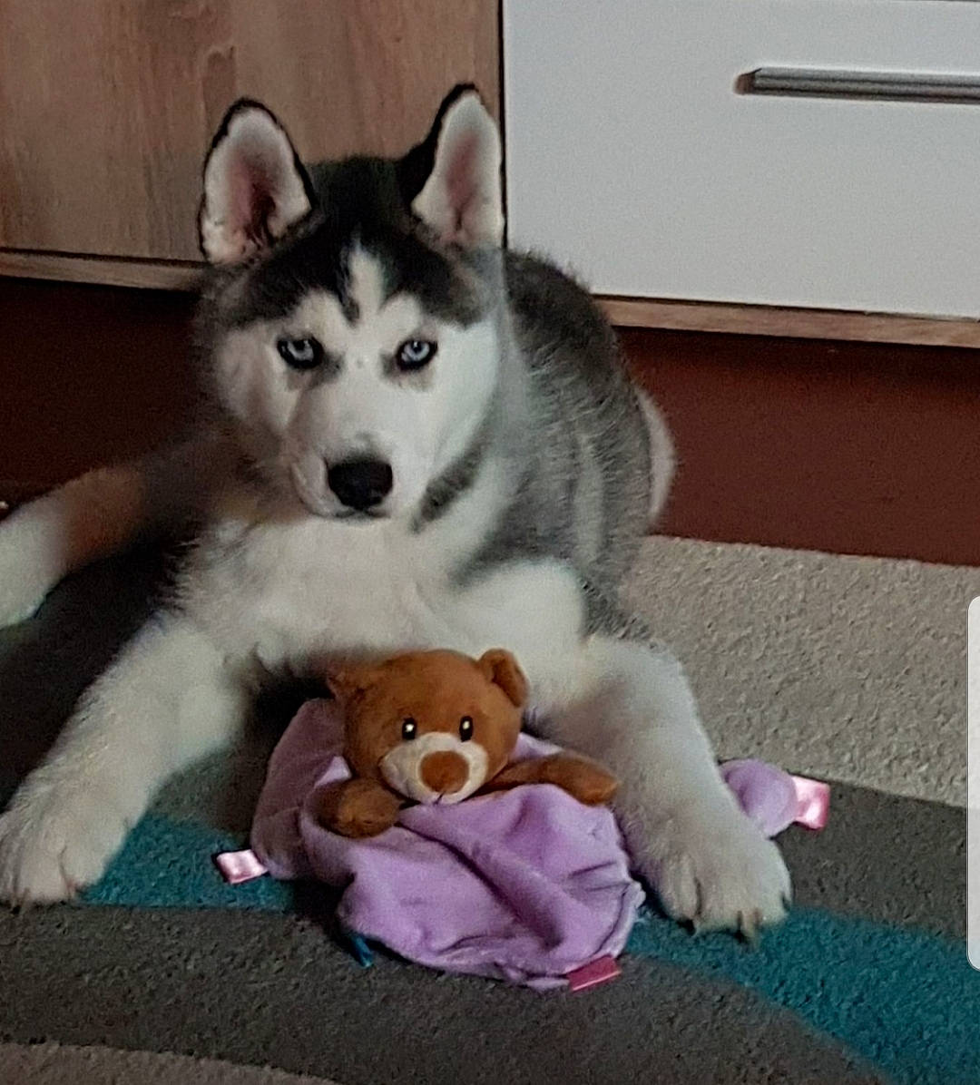 Maya participe au concours pour gagner de l'argent avec cette photo : canidae, canis, carnivore, comfort, companion_dog, dog, dog_breed, flooring, fur, happy, paw, siberian_husky, sled_dog, snout, sporting_group, tail, terrestrial_animal, whiskers, working_animal, working_dog