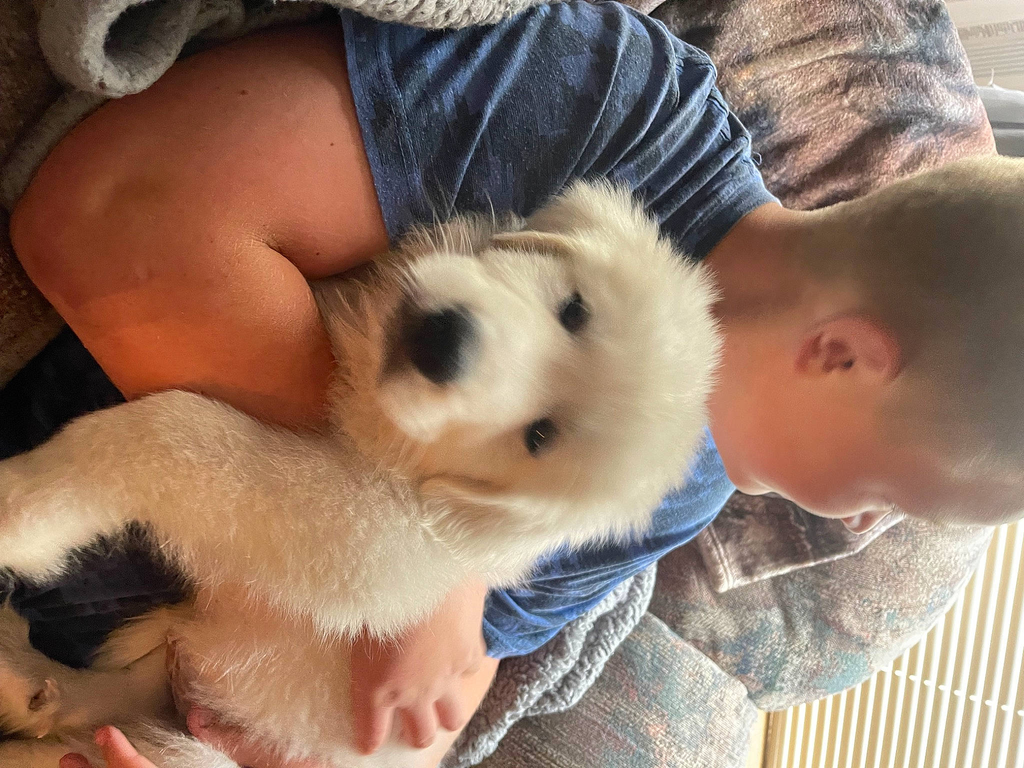 Winston is registered to the contest to win money with this photo: canidae, carnivore, child, companion_dog, dog, dog_breed, ear, eyelash, fawn, felidae, fur, non_sporting_group, paw, puppy_love, spitz, sporting_group, toy_dog, whiskers