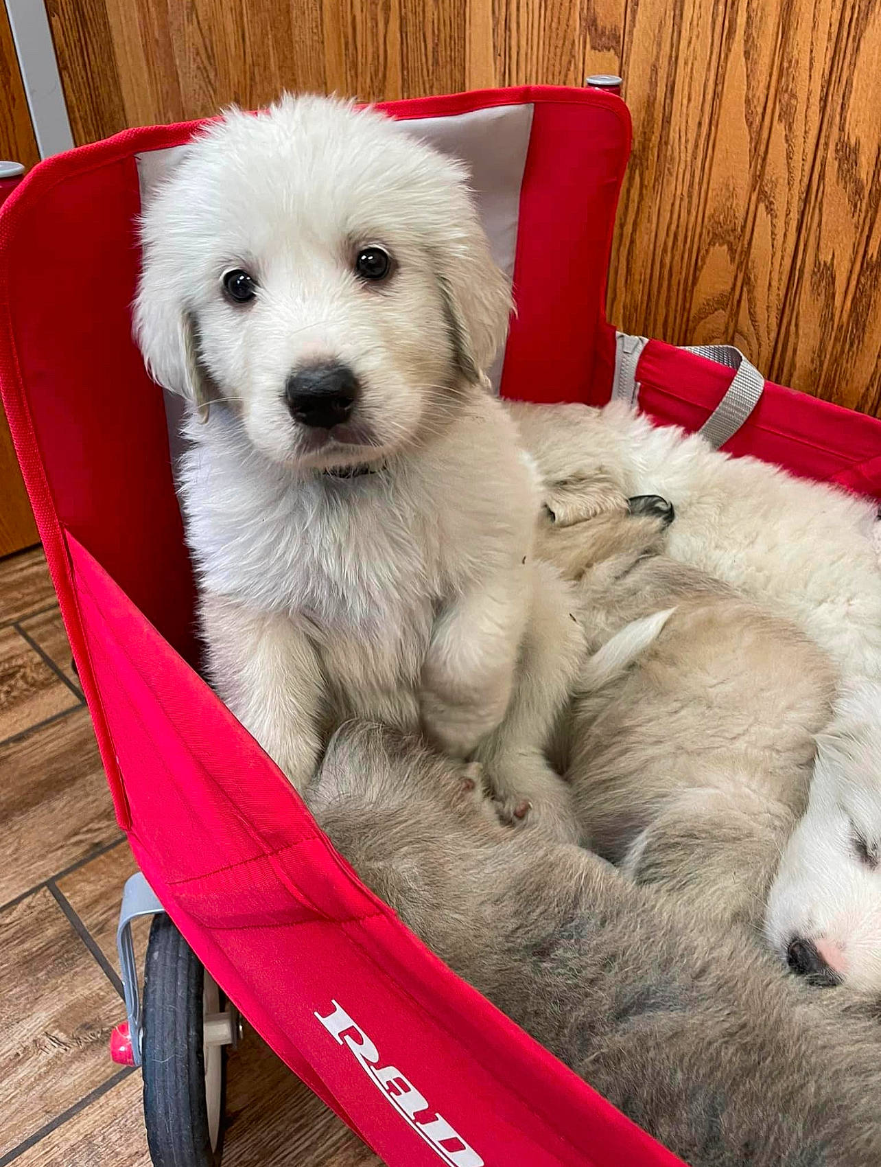 Winston joined the competition — help win amazing prizes! ancient_dog_breeds, canidae, carnivore, chair, comfort, companion_dog, dog, dog_breed, dog_supply, fawn, fur, linens, paw, snout, sporting_group, tire, wheel, working_dog